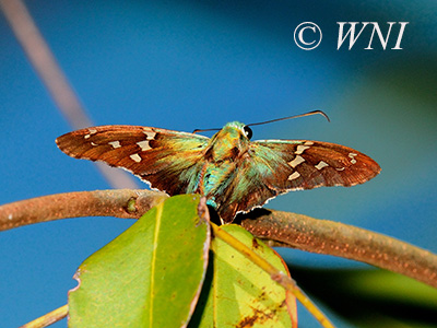 Emerald Longtail (Urbanus esmeraldus)